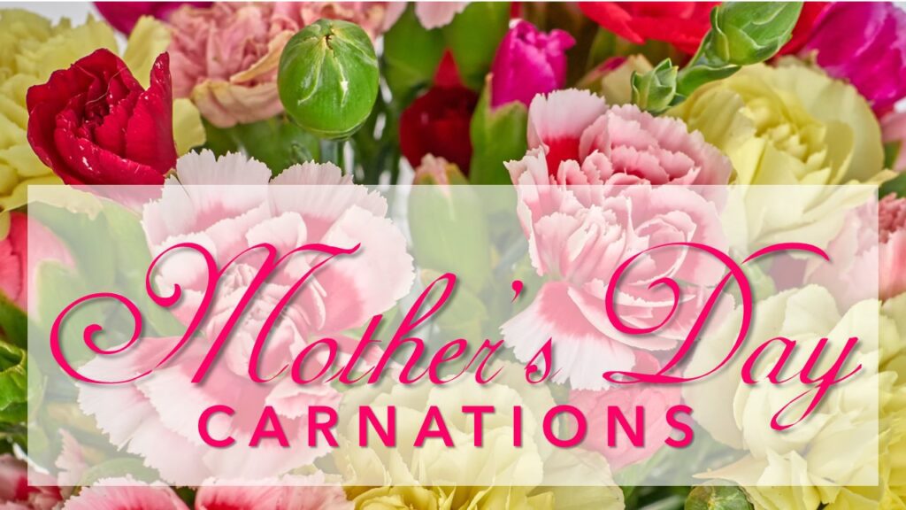 Mother’s Day Carnations